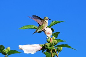 Hummingbird And Rose Of Sharon